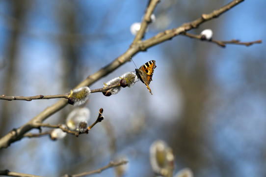 小玳瑁 -  aglais urticae