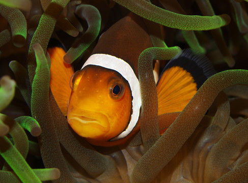 小丑魚（amphiprion ocellaris）