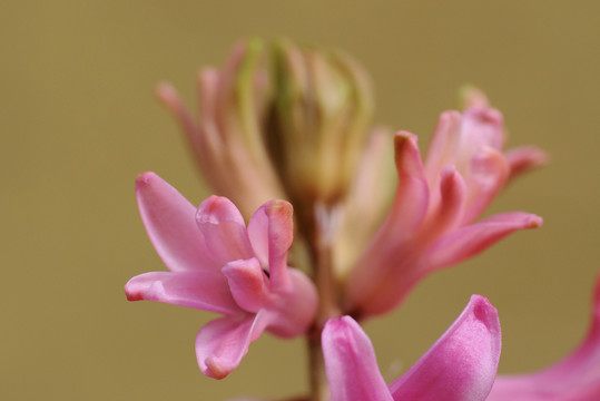 花園