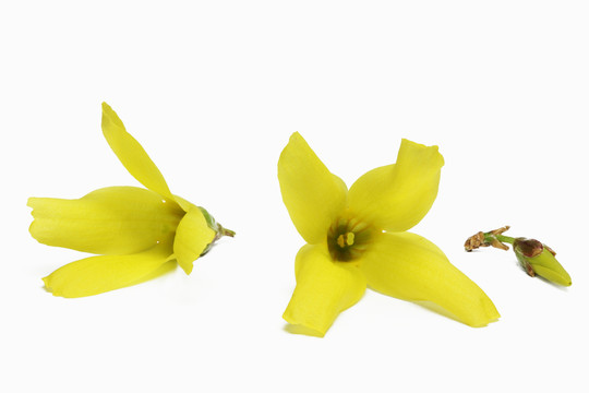 forsythienknospen  - 連翹