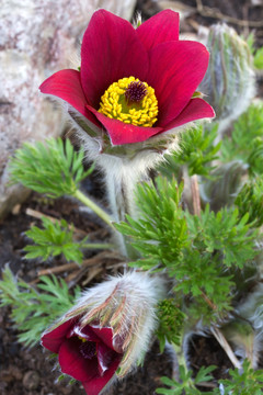 花