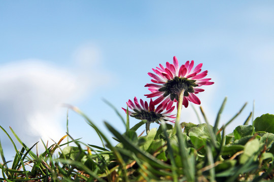 雛菊花