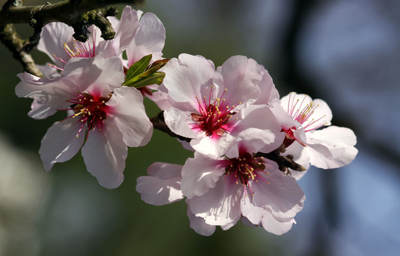 李屬dulcis