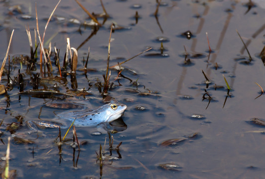 moorfrosch