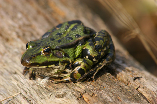 池塘青蛙（pelophylax）