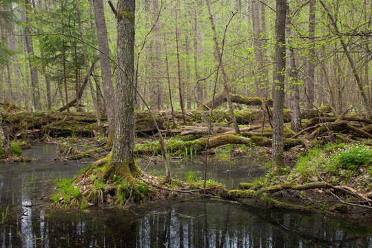 与站立的水的春天湿混杂的森林
