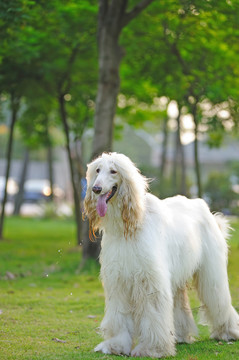 公園