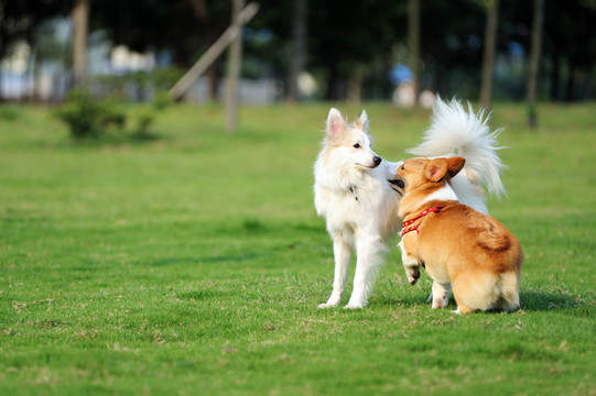 動物