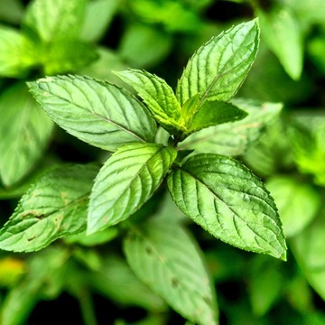 薄荷