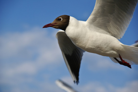 鳥