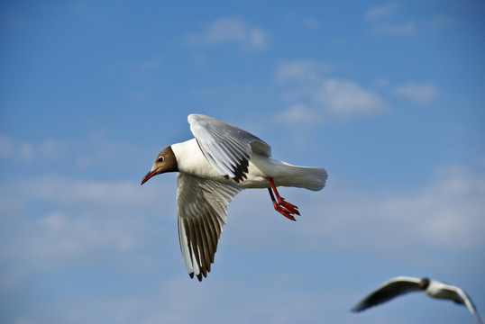 鳥