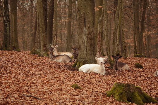 roedeer