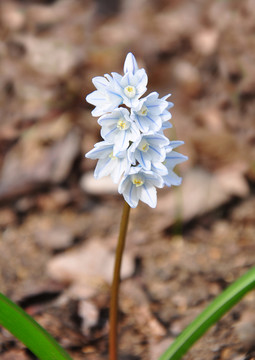 puschkinie（puschkinia scilloides）