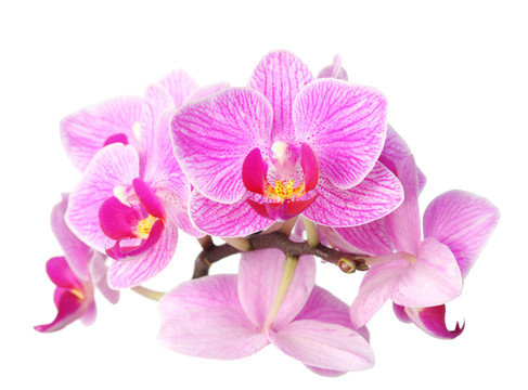 花園