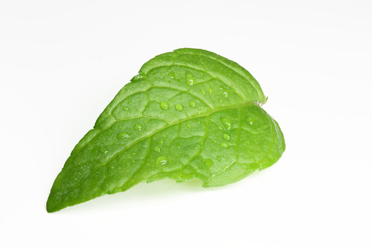 薄荷