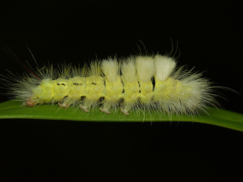 schmetterlingsraupe  -  buchenstreckfu？