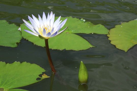 花園