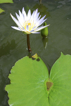 白蓮花在池塘里
