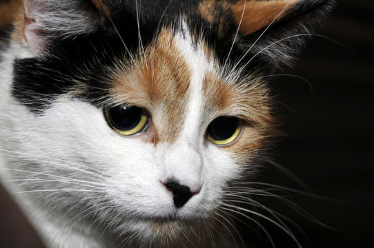 動物