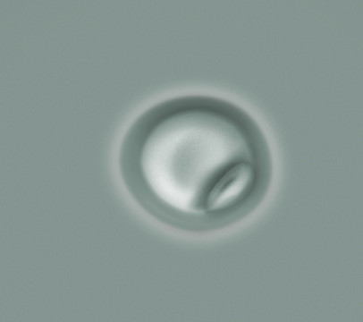 懷孕