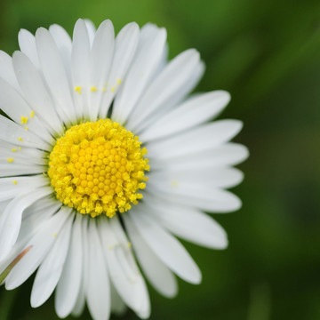 雛菊