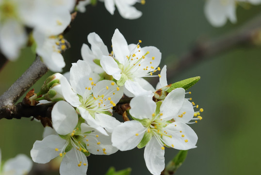 apfelblüte