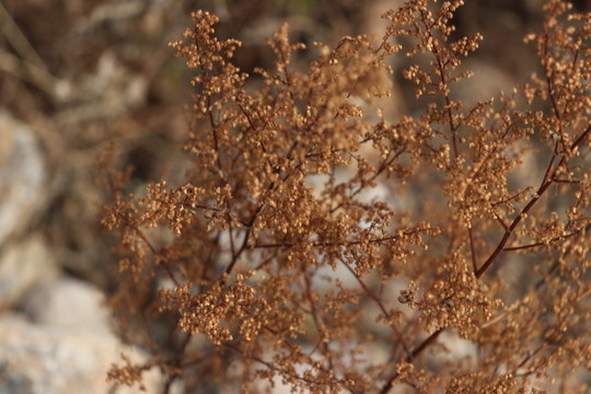野草