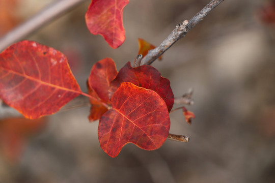 紅葉