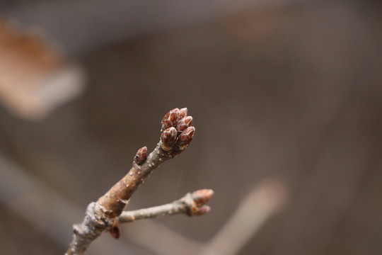 樹(shù)芽