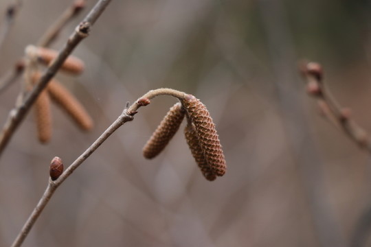 果實(shí)