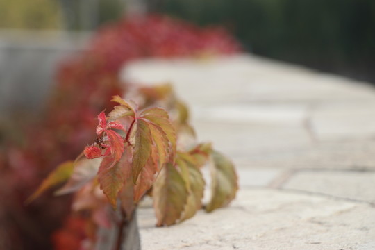 紅葉