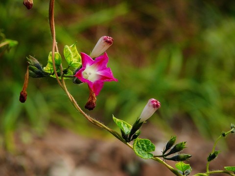 牽牛花