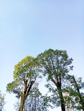 綠樹