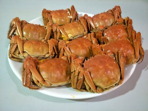 陽澄湖大閘蟹