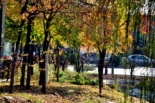 仁壽山公園秋色