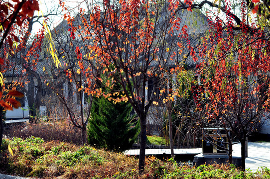 仁壽山公園秋色