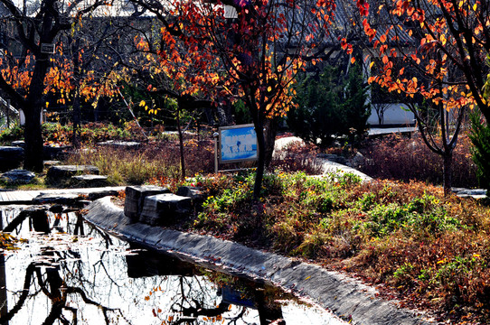 仁壽山公園秋色