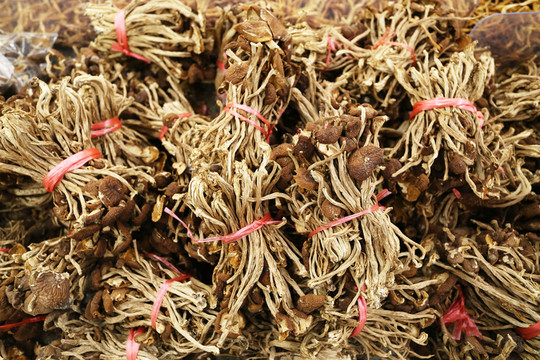 茶樹菇