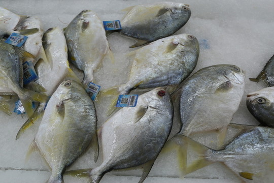 鯧魚