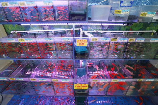 花鳥市場