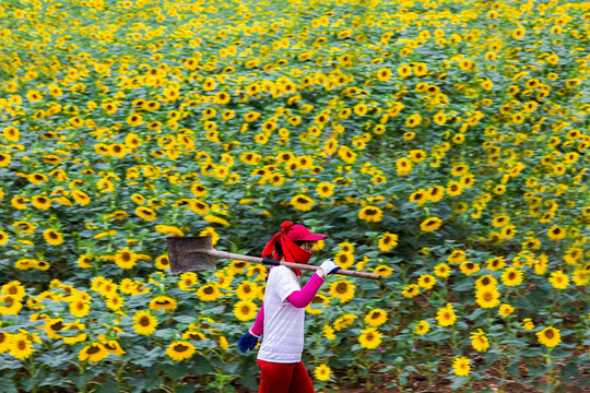 花田