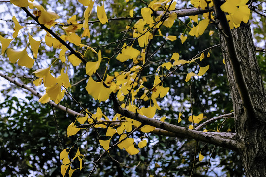 秋天風(fēng)景