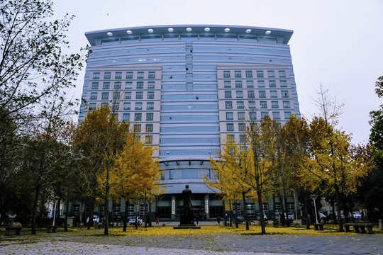 銀杏