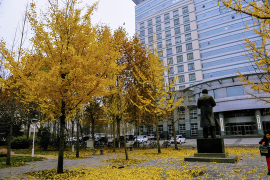 銀杏