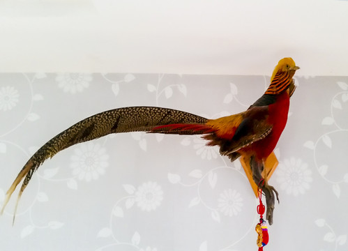 鳥標本