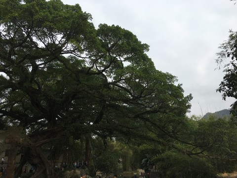 老樹