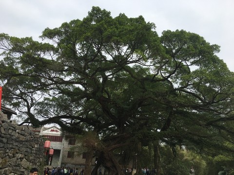 老樹