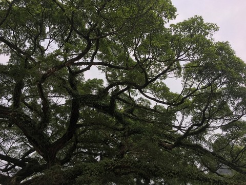 老樹(shù)