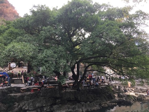 古樹