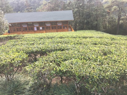 茶莊